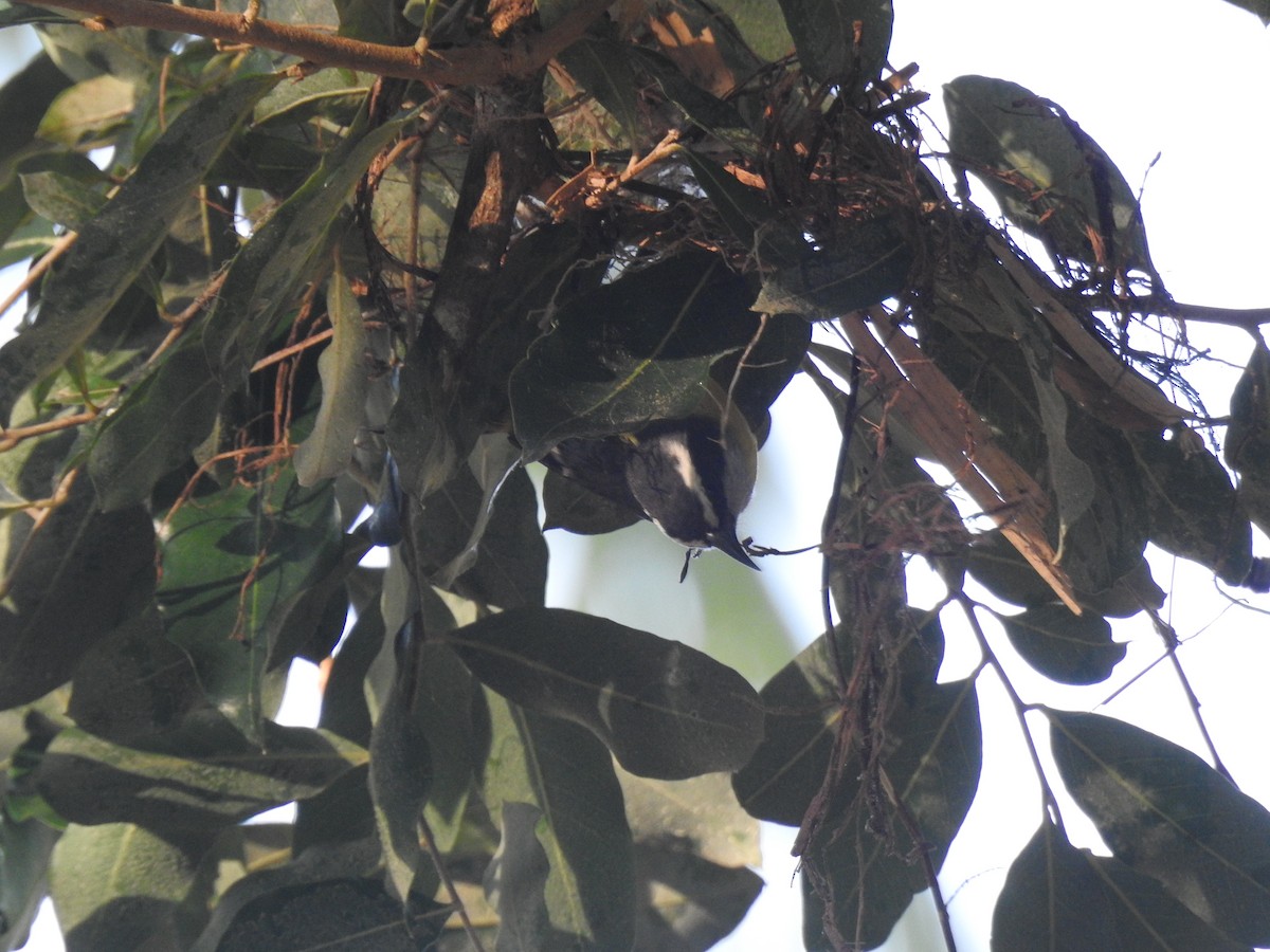 Sucrier à ventre jaune - ML645836601