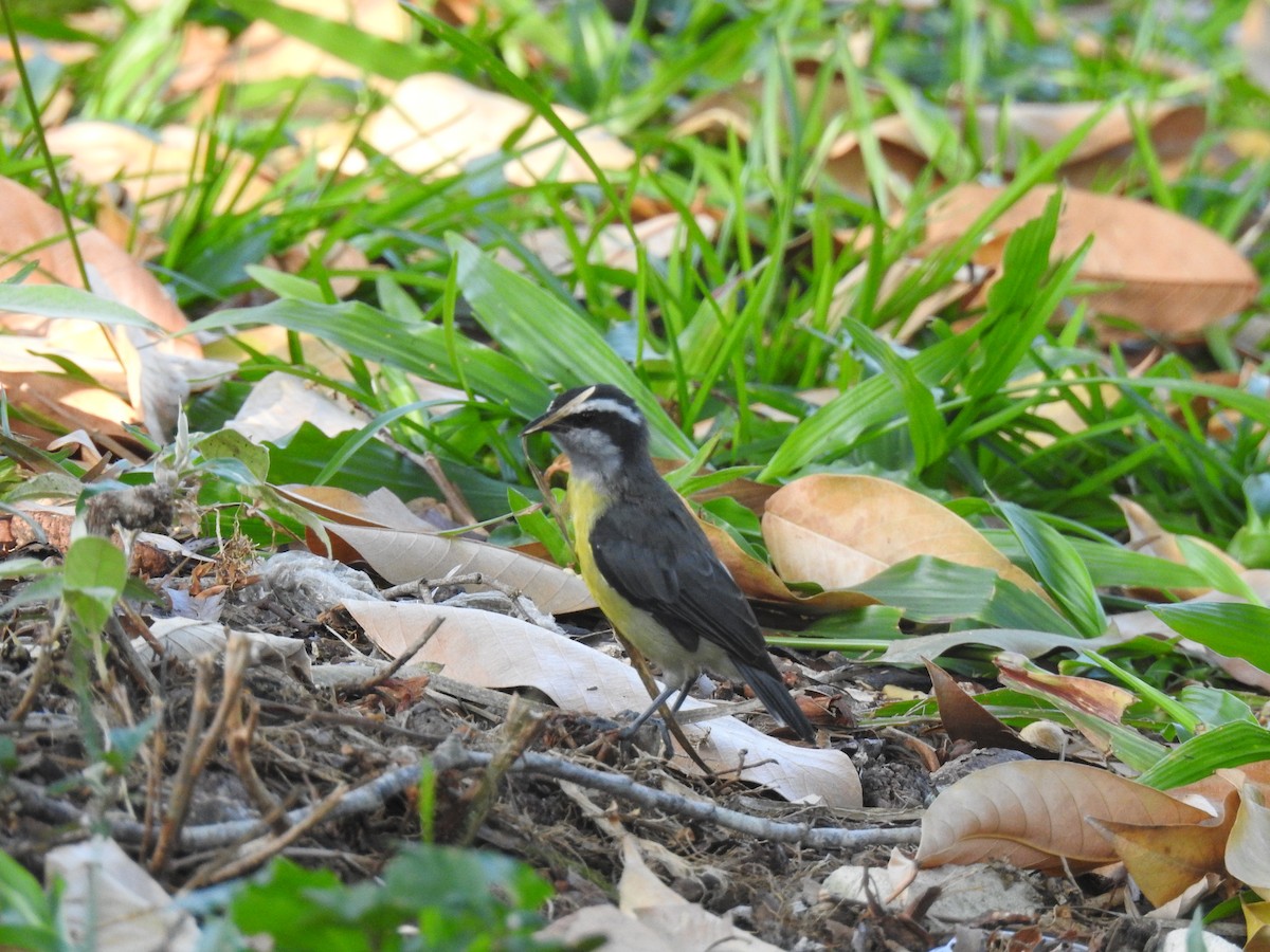 Sucrier à ventre jaune - ML645836602