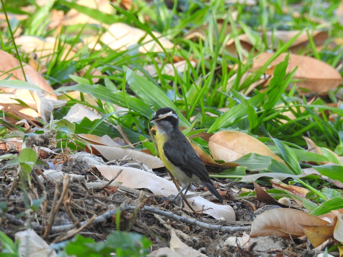 Sucrier à ventre jaune - ML645836603