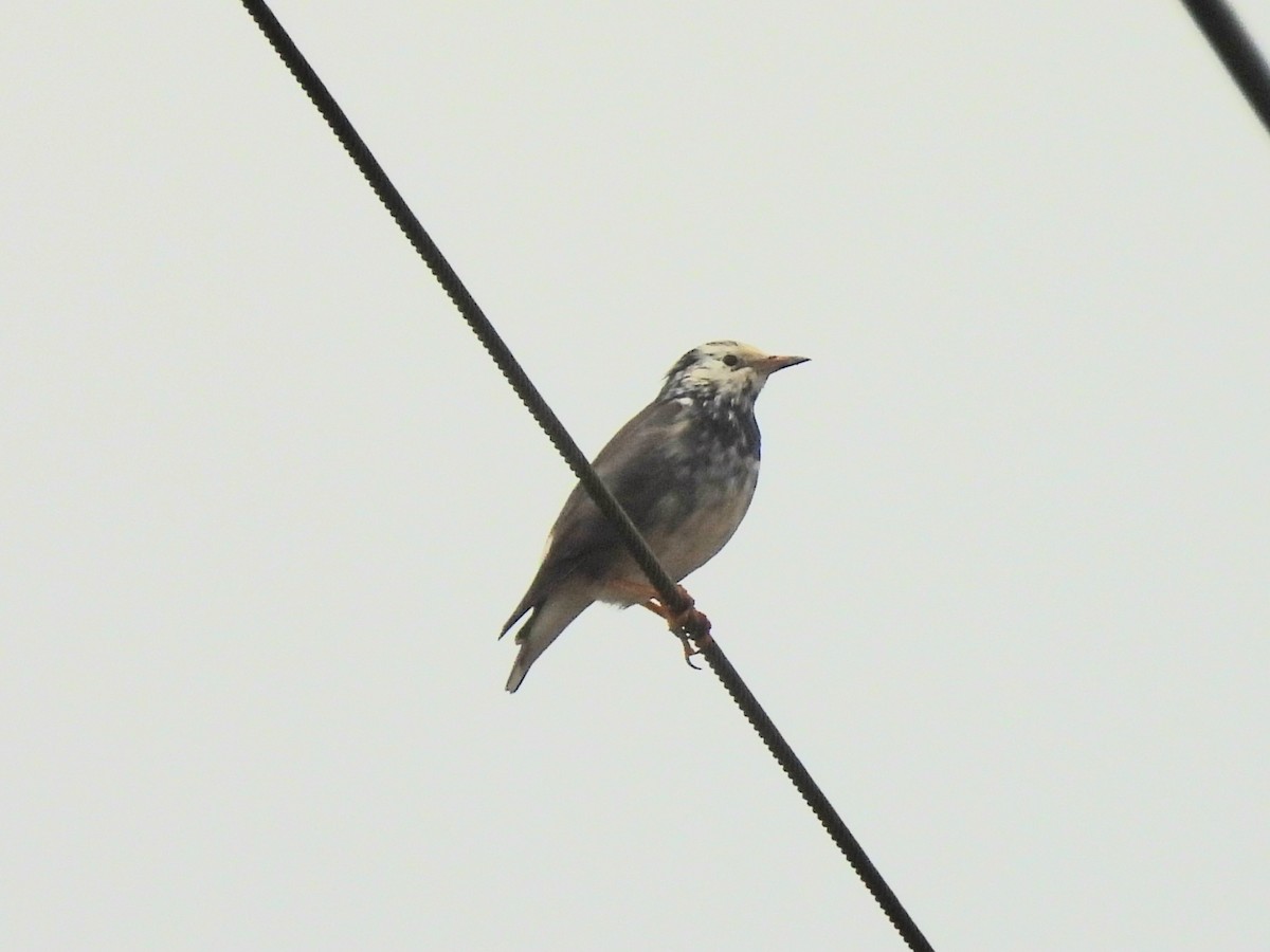 White-cheeked Starling - ML645836605