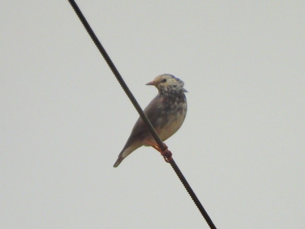 White-cheeked Starling - ML645836607