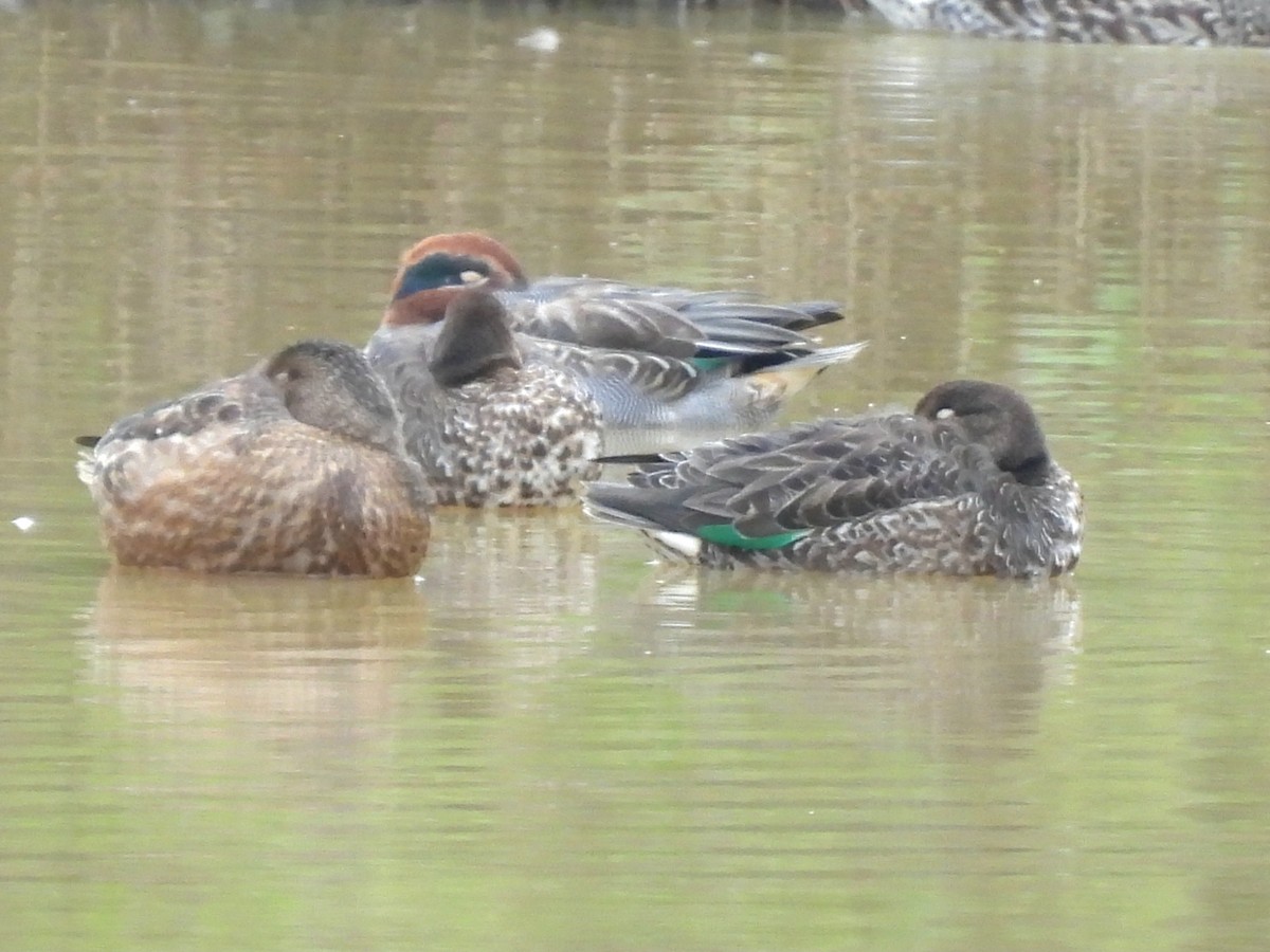 Green-winged Teal - ML645836621