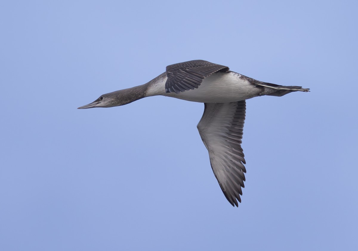 Улаан гүеэт гахууна - ML645836622