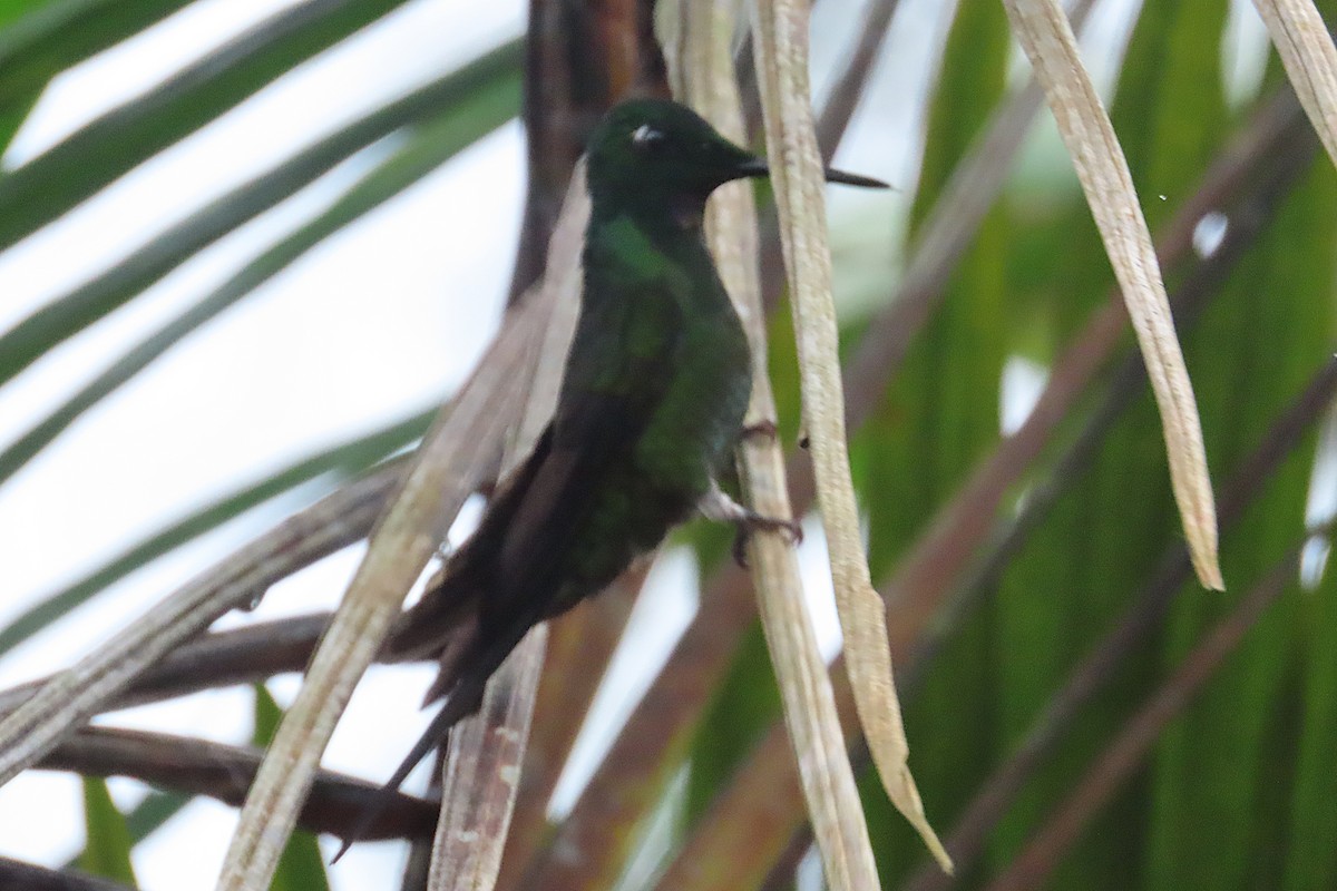 Empress Brilliant - ML645836624