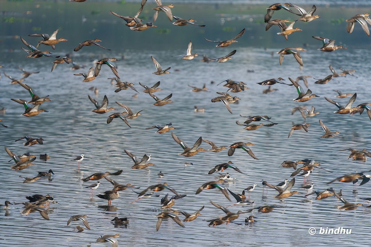 琵嘴鴨 - ML645836633