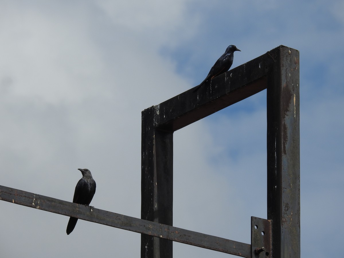 Kızılkanat - ML645836642