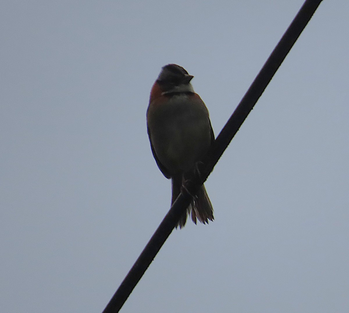 Morgenammer - ML645836651