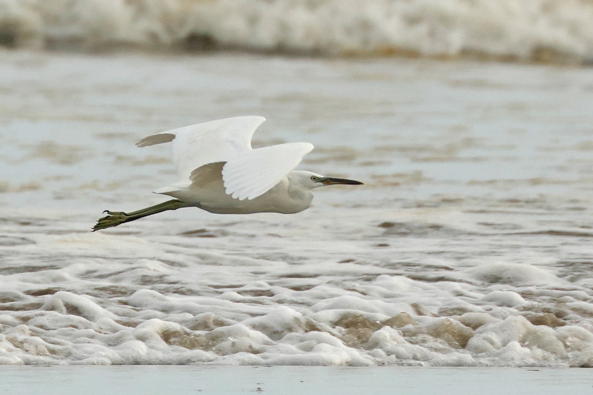 Chinese Egret - ML645836654