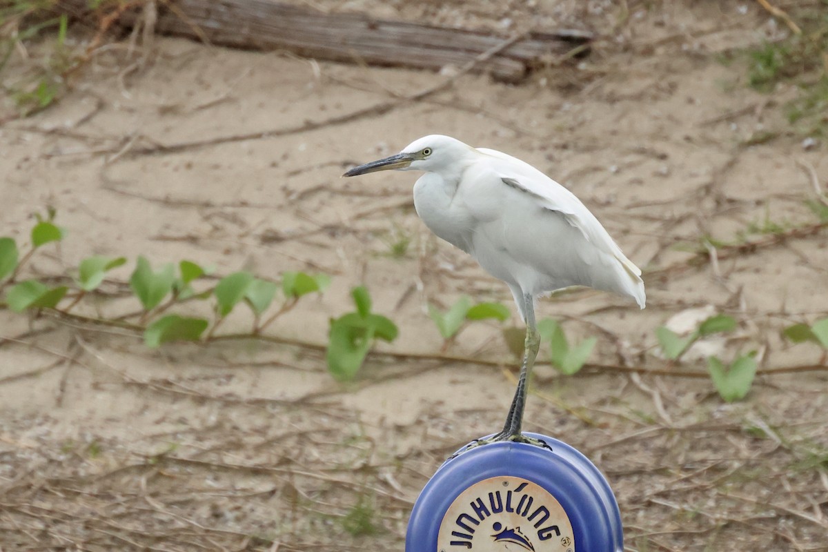 Chinese Egret - ML645836655