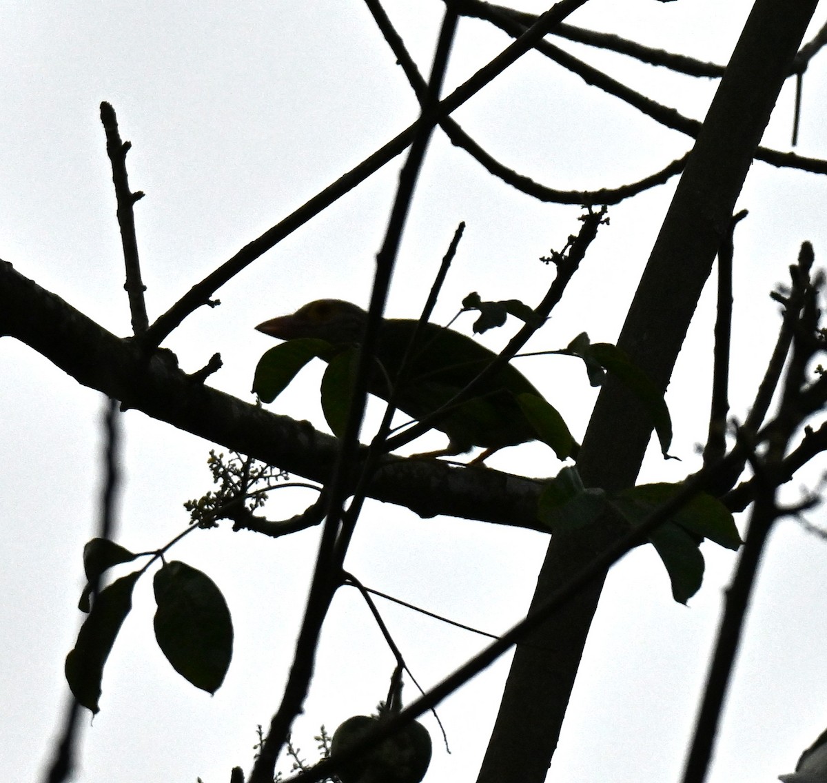 Lineated Barbet - ML645836660