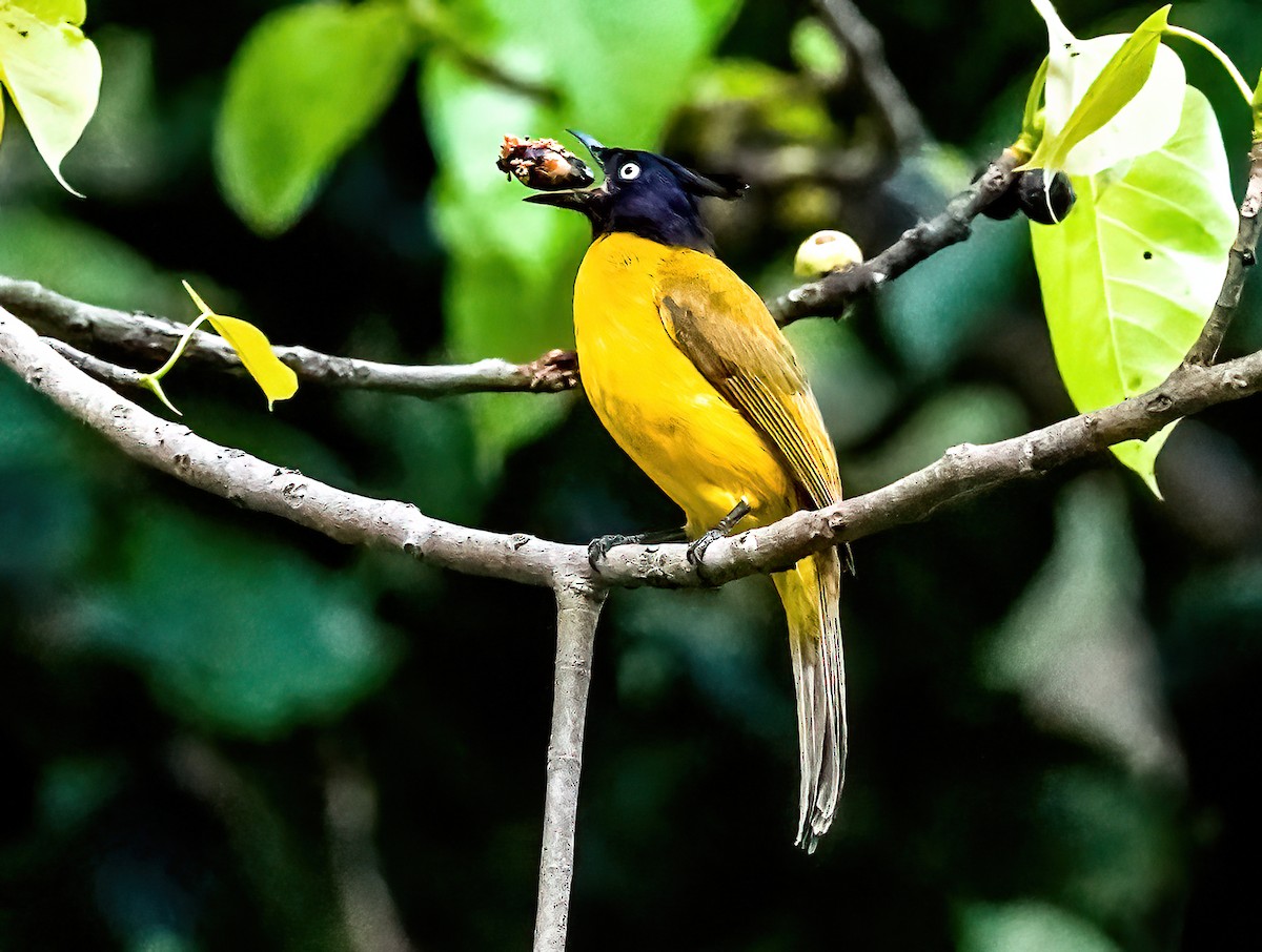 Black-crested Bulbul - ML645836664