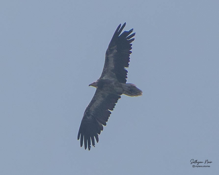 Schmutzgeier - ML645836666