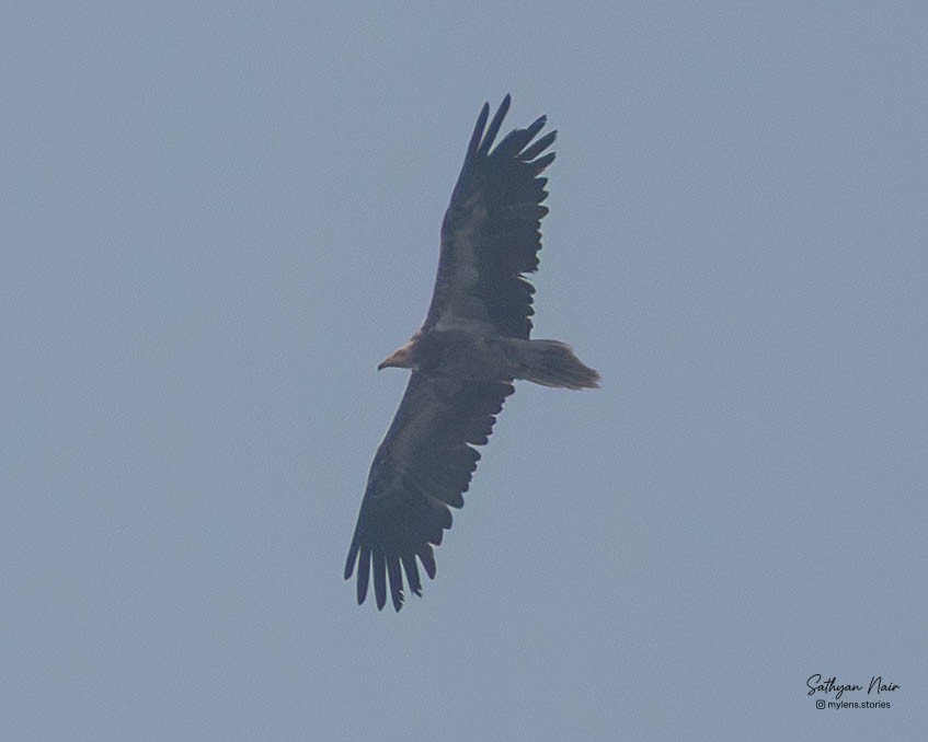 Schmutzgeier - ML645836668