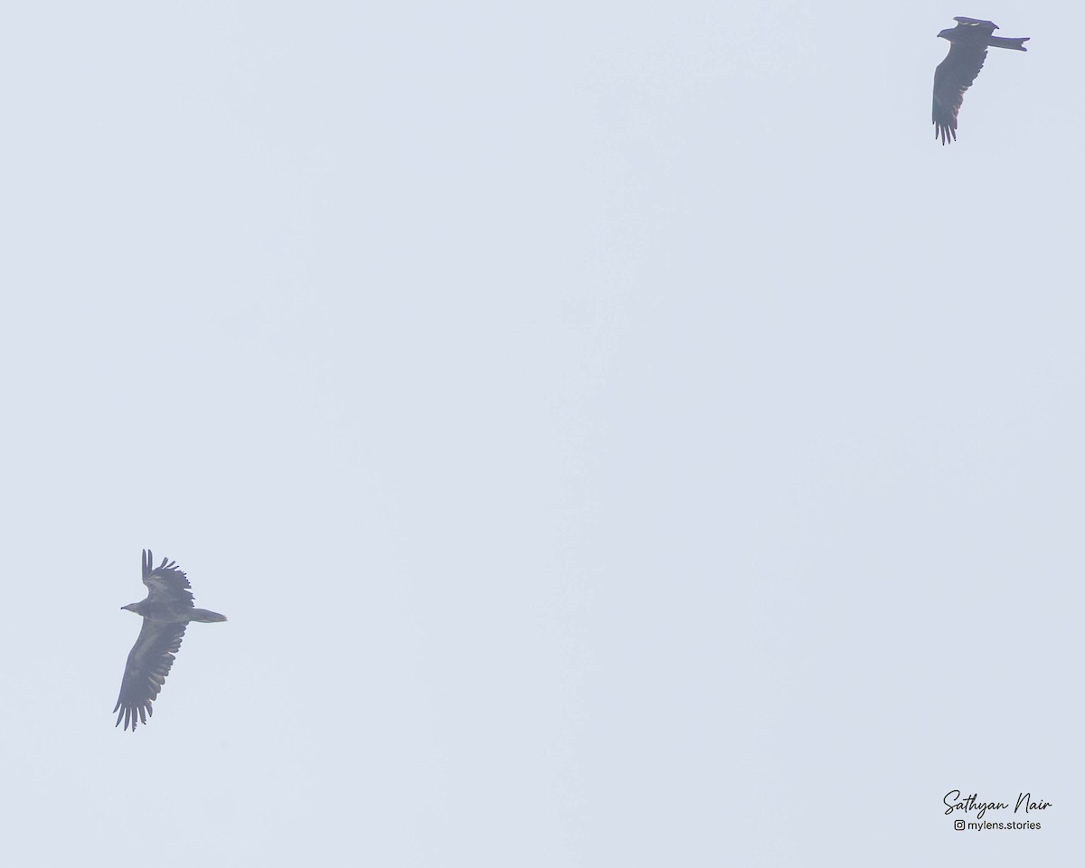 Schmutzgeier - ML645836669