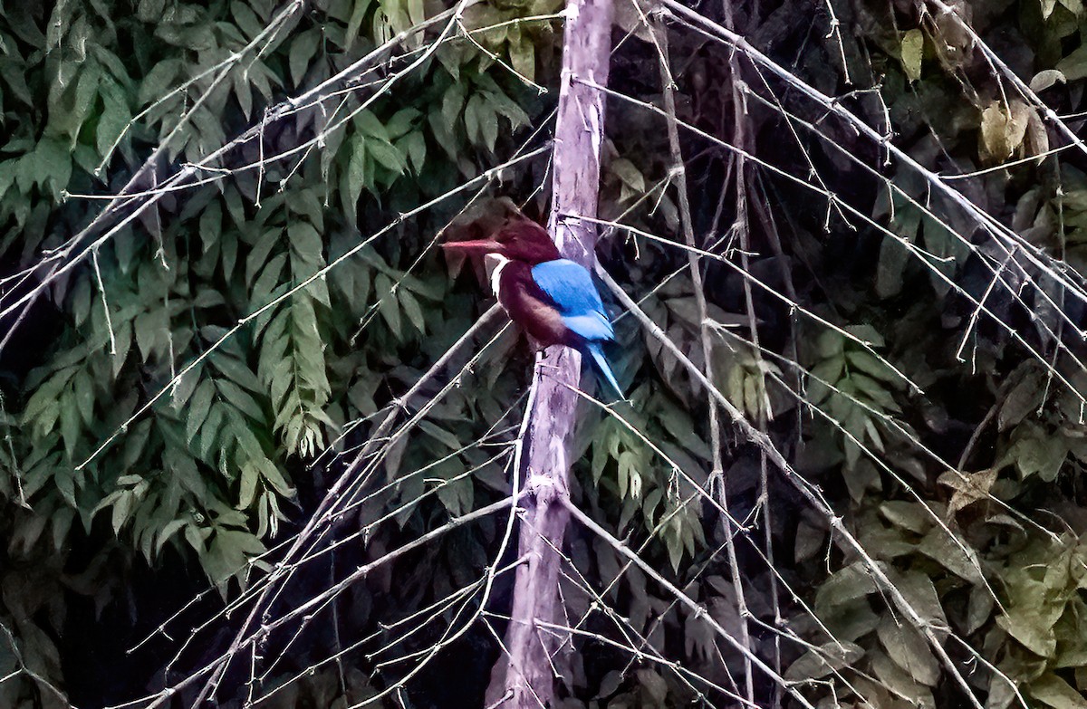White-throated Kingfisher - ML645836677