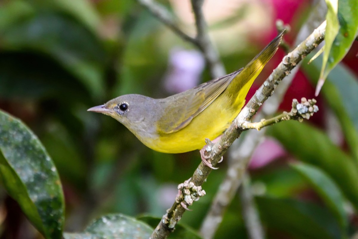 Mourning Warbler - ML645836679