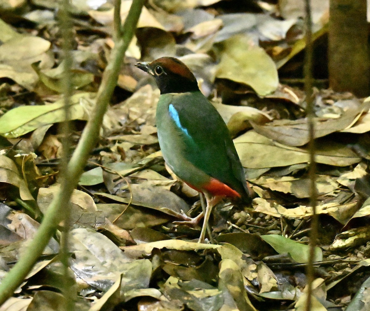 Western Hooded Pitta - ML645836680