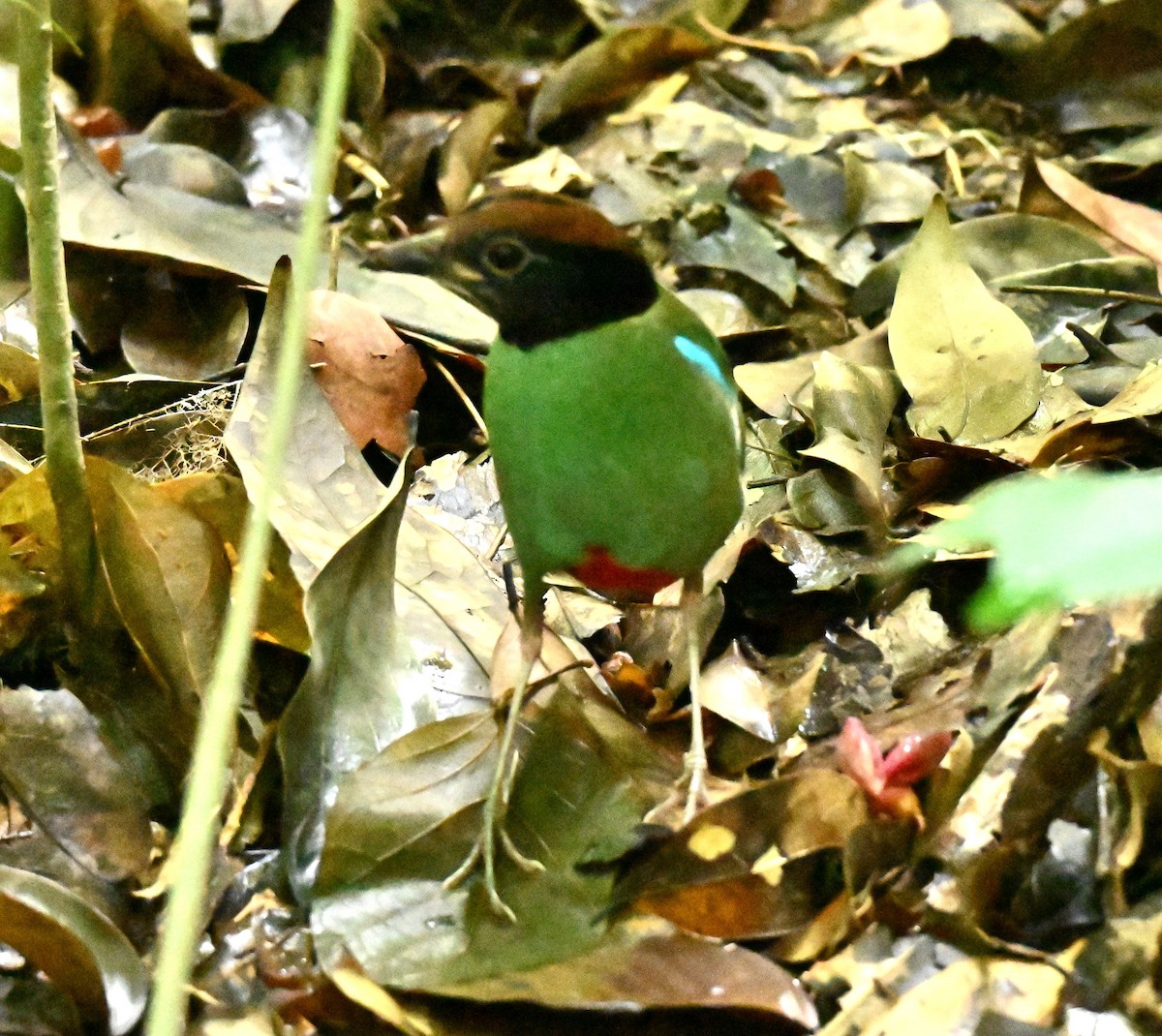 Western Hooded Pitta - ML645836681