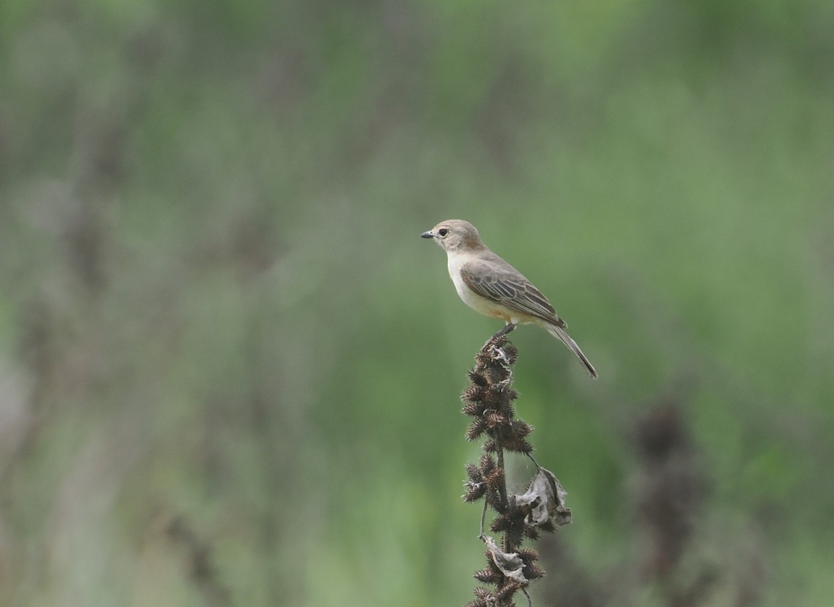 Pale Flycatcher - ML645836682