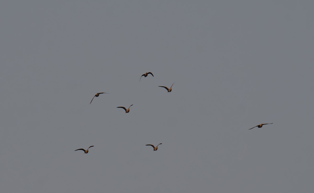 Chestnut-bellied Sandgrouse - ML645836684