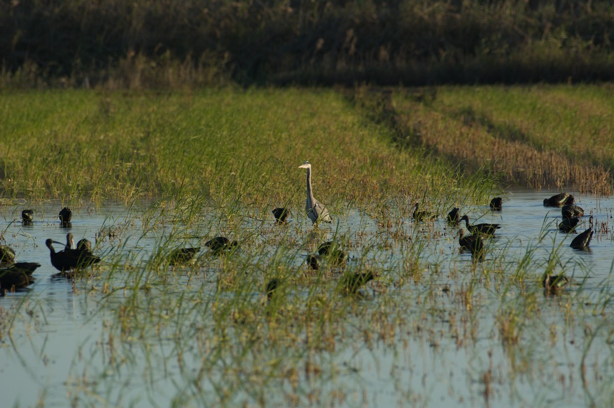 Gray Heron - ML645836685