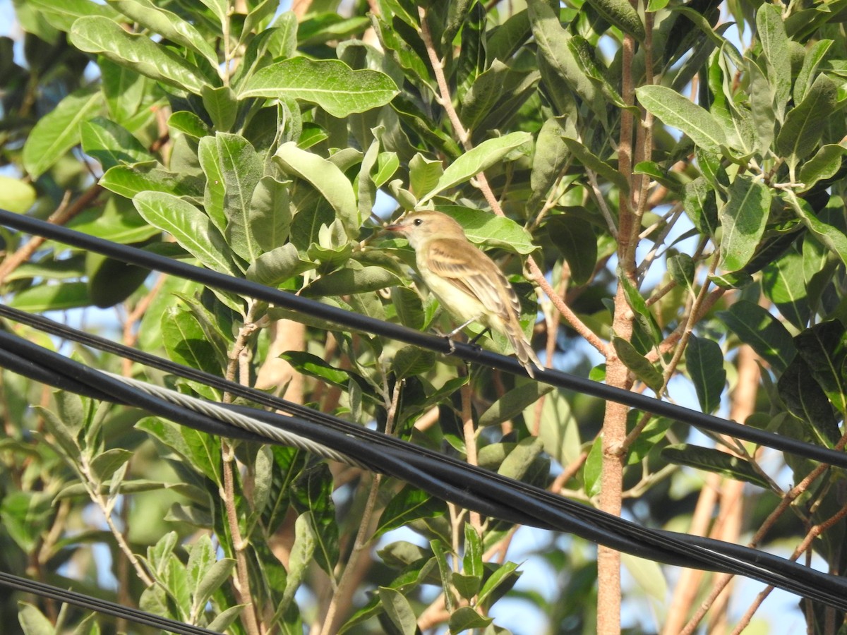 Yellow-crowned Tyrannulet - ML645836688