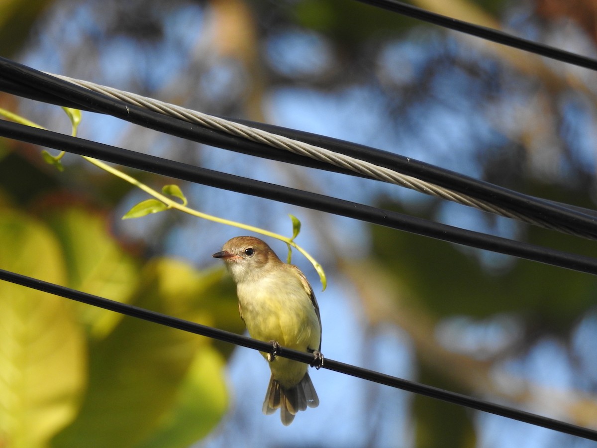 Yellow-crowned Tyrannulet - ML645836689