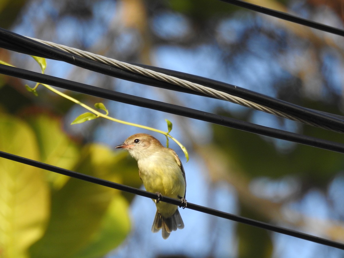 Yellow-crowned Tyrannulet - ML645836690