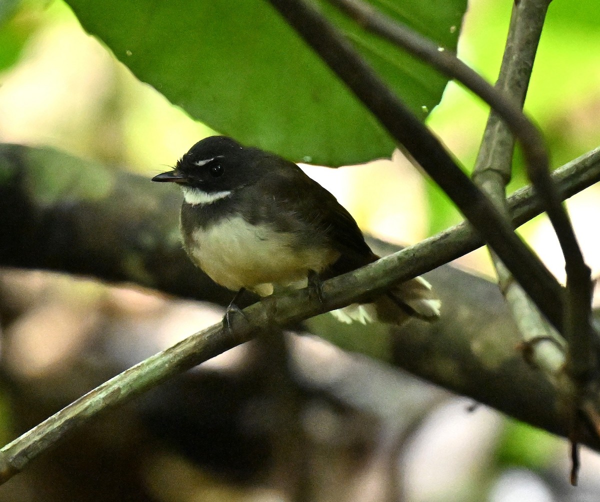 Malaysian Pied-Fantail - ML645836691