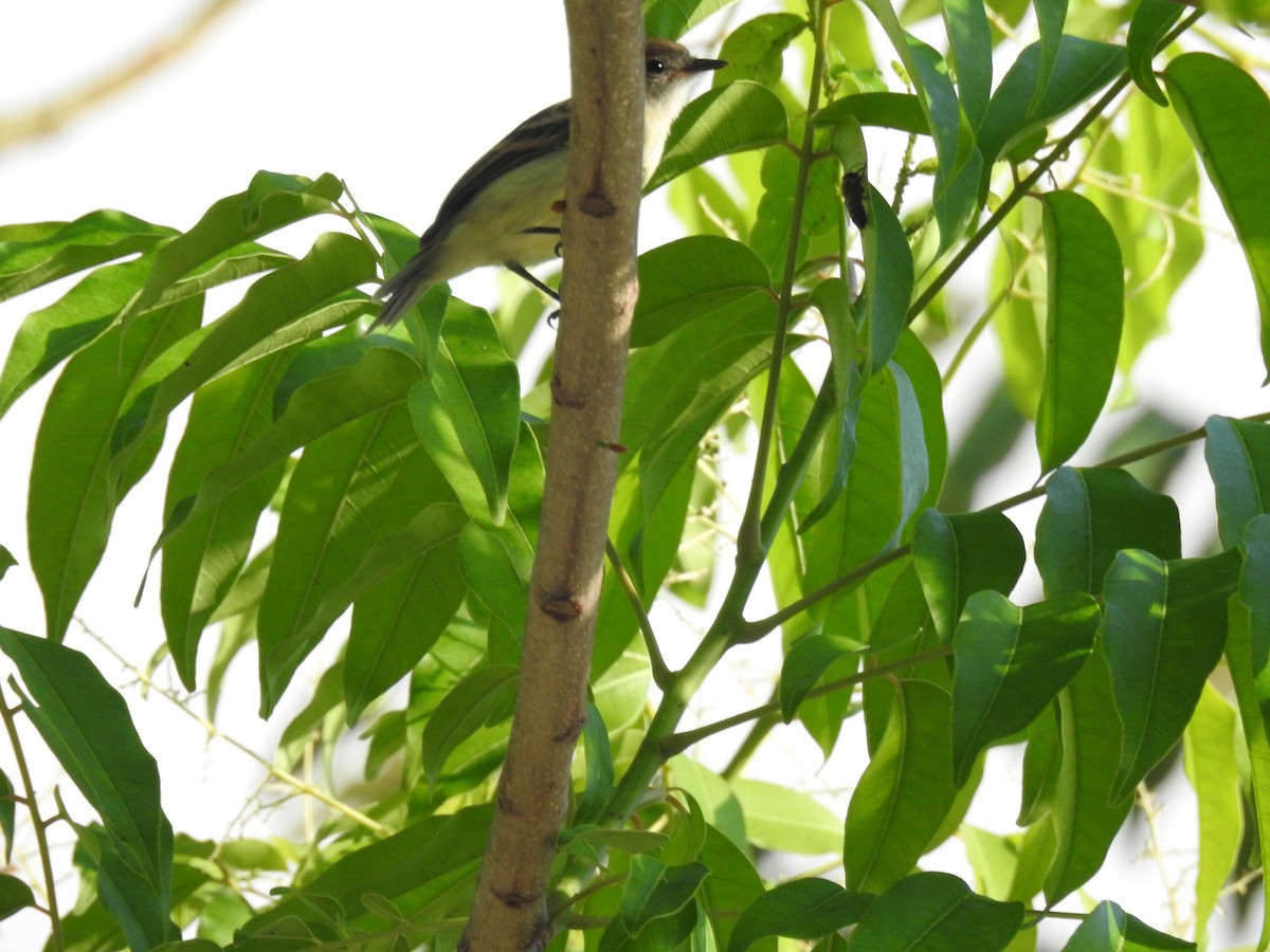 Yellow-crowned Tyrannulet - ML645836692