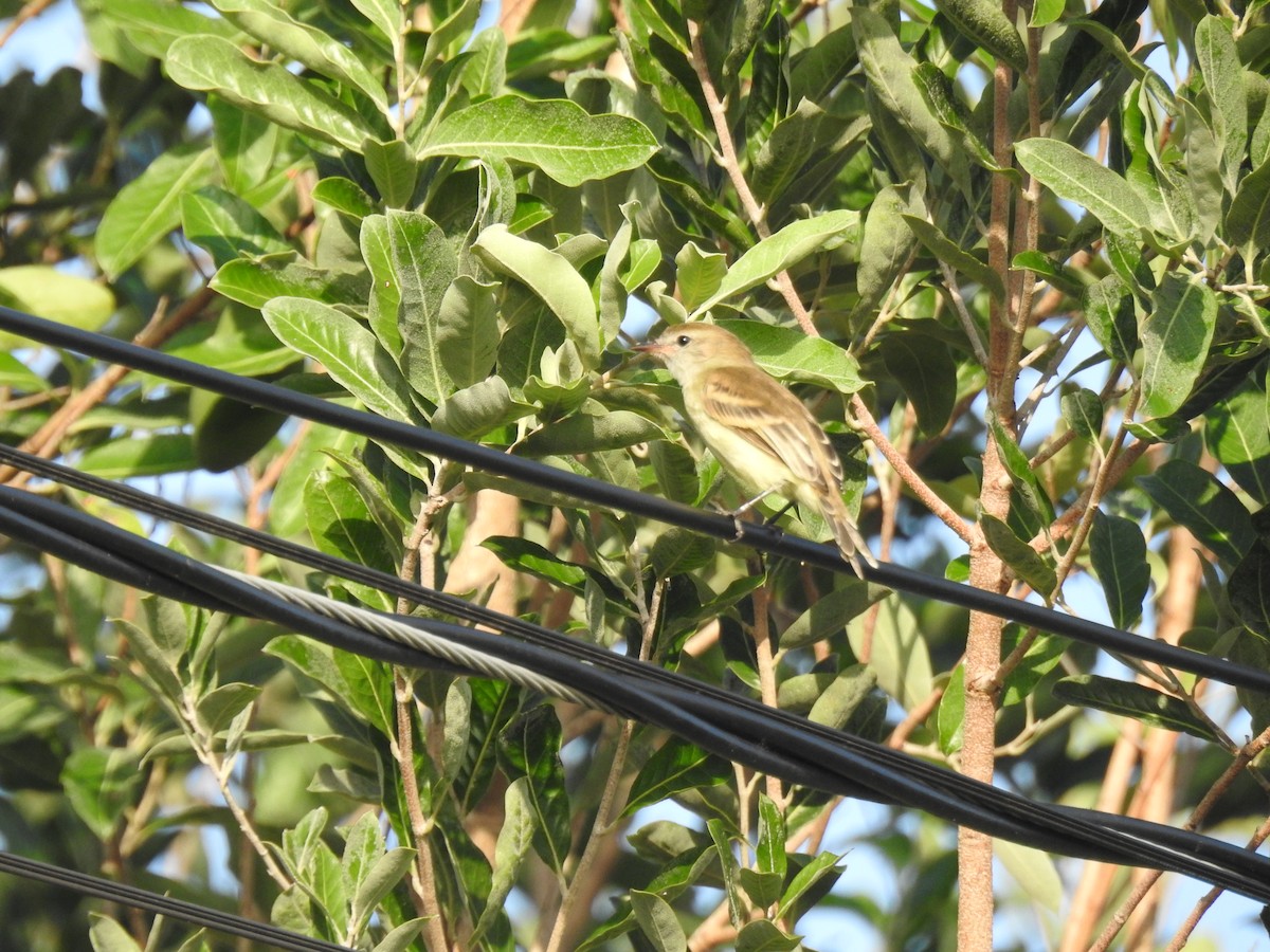 Yellow-crowned Tyrannulet - ML645836693