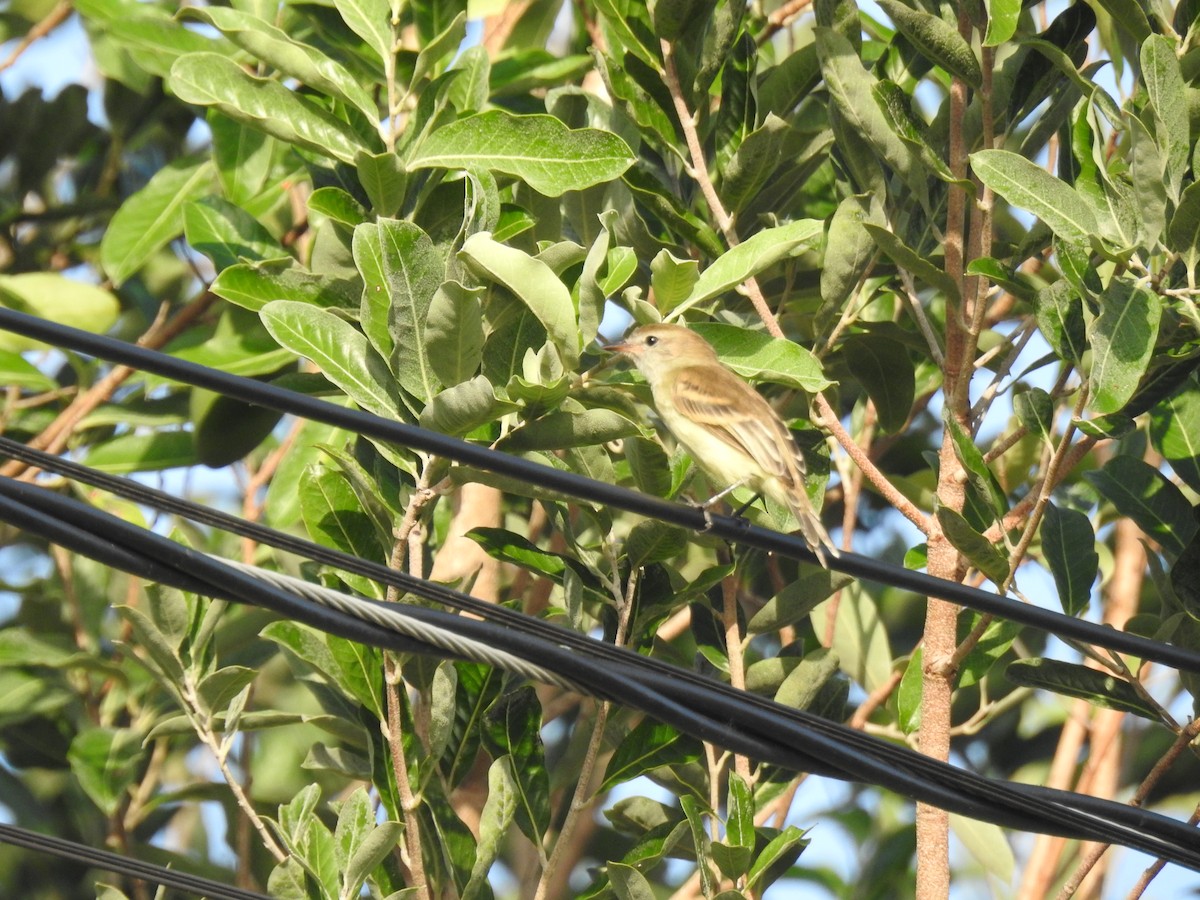 Yellow-crowned Tyrannulet - ML645836694