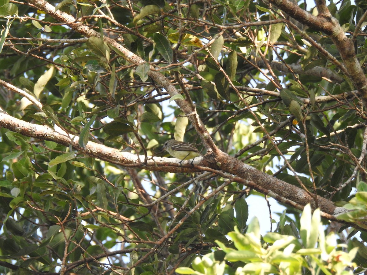 Yellow-crowned Tyrannulet - ML645836695