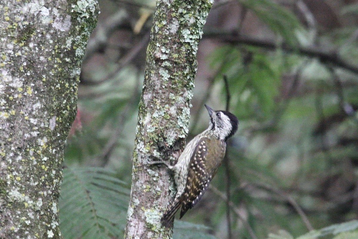 Cardinal Woodpecker - ML645836698