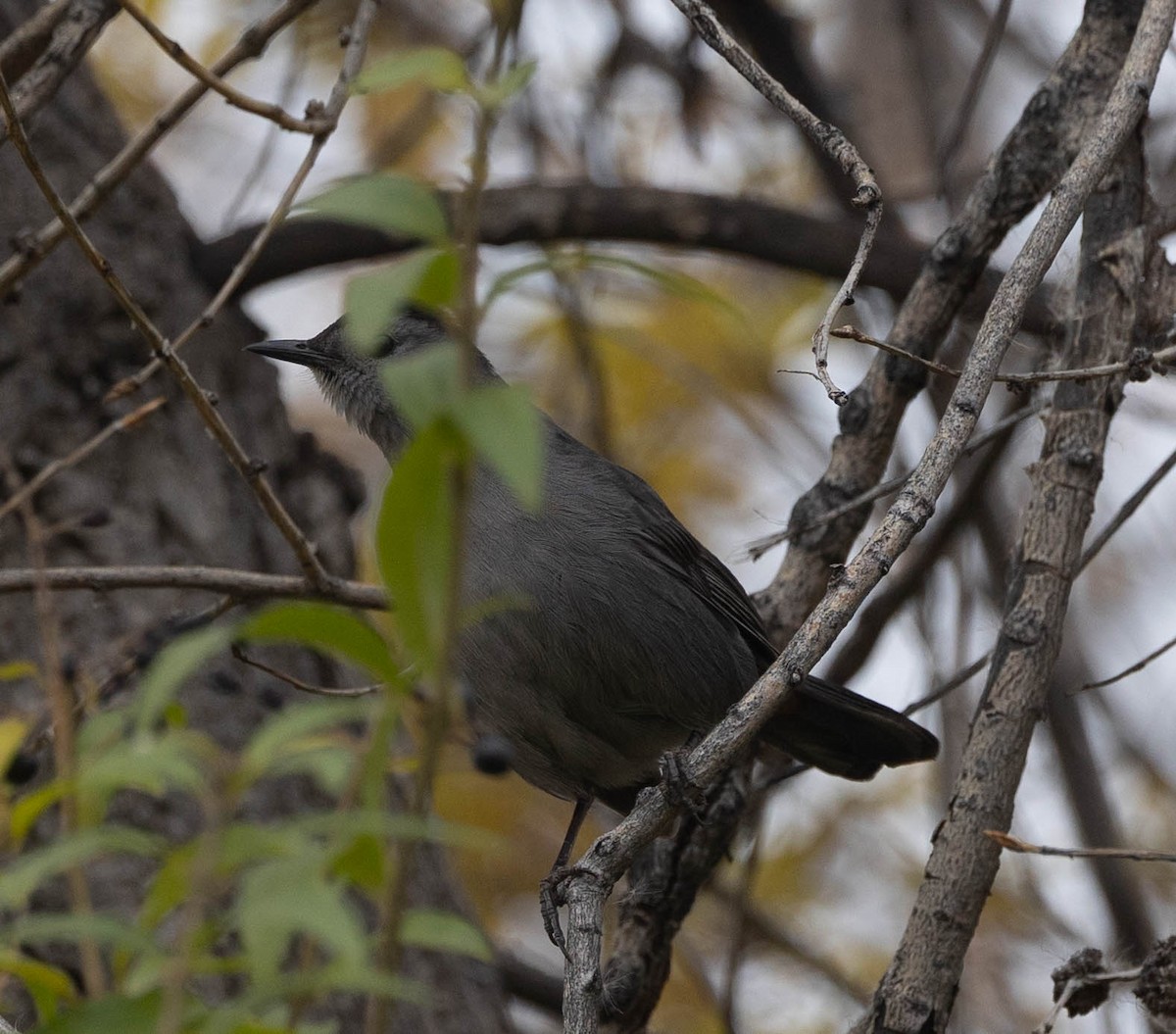 Gray Catbird - ML645836699