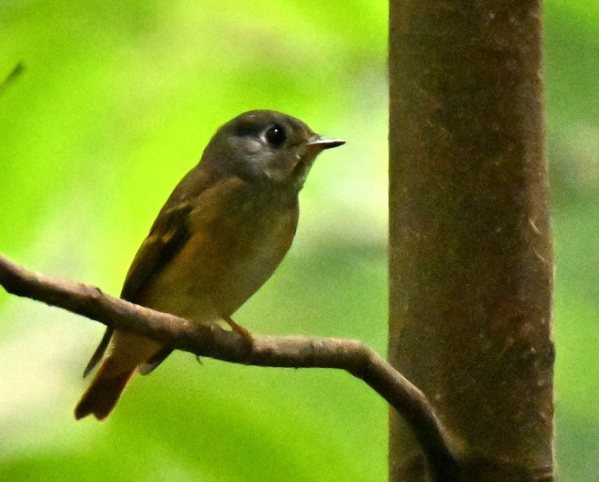 Ferruginous Flycatcher - ML645836700