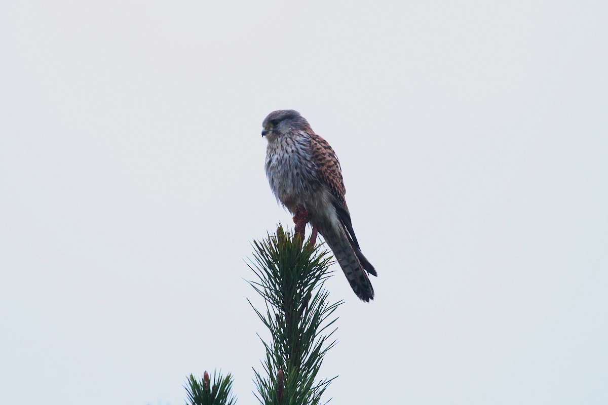 Eurasian Kestrel - ML645836701