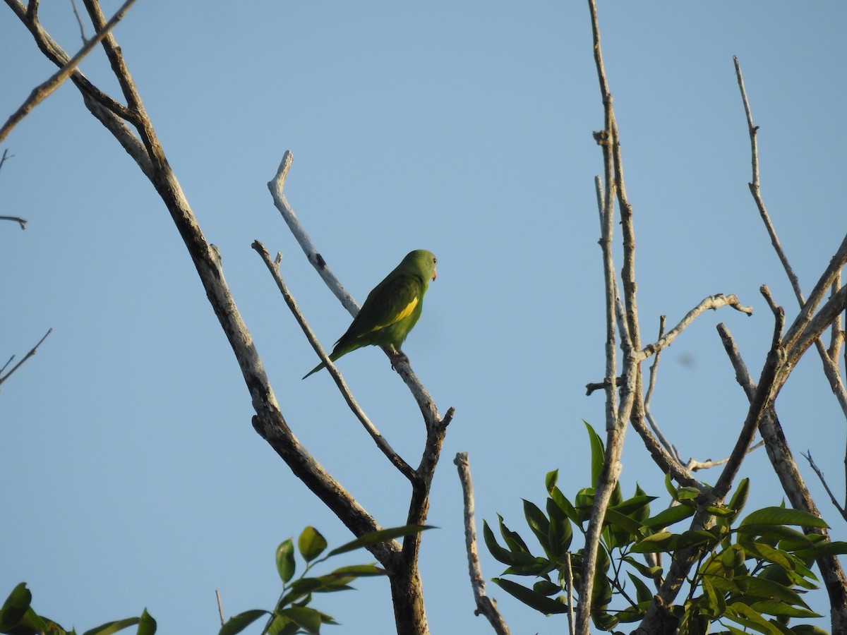 White-winged Parakeet - ML645836702