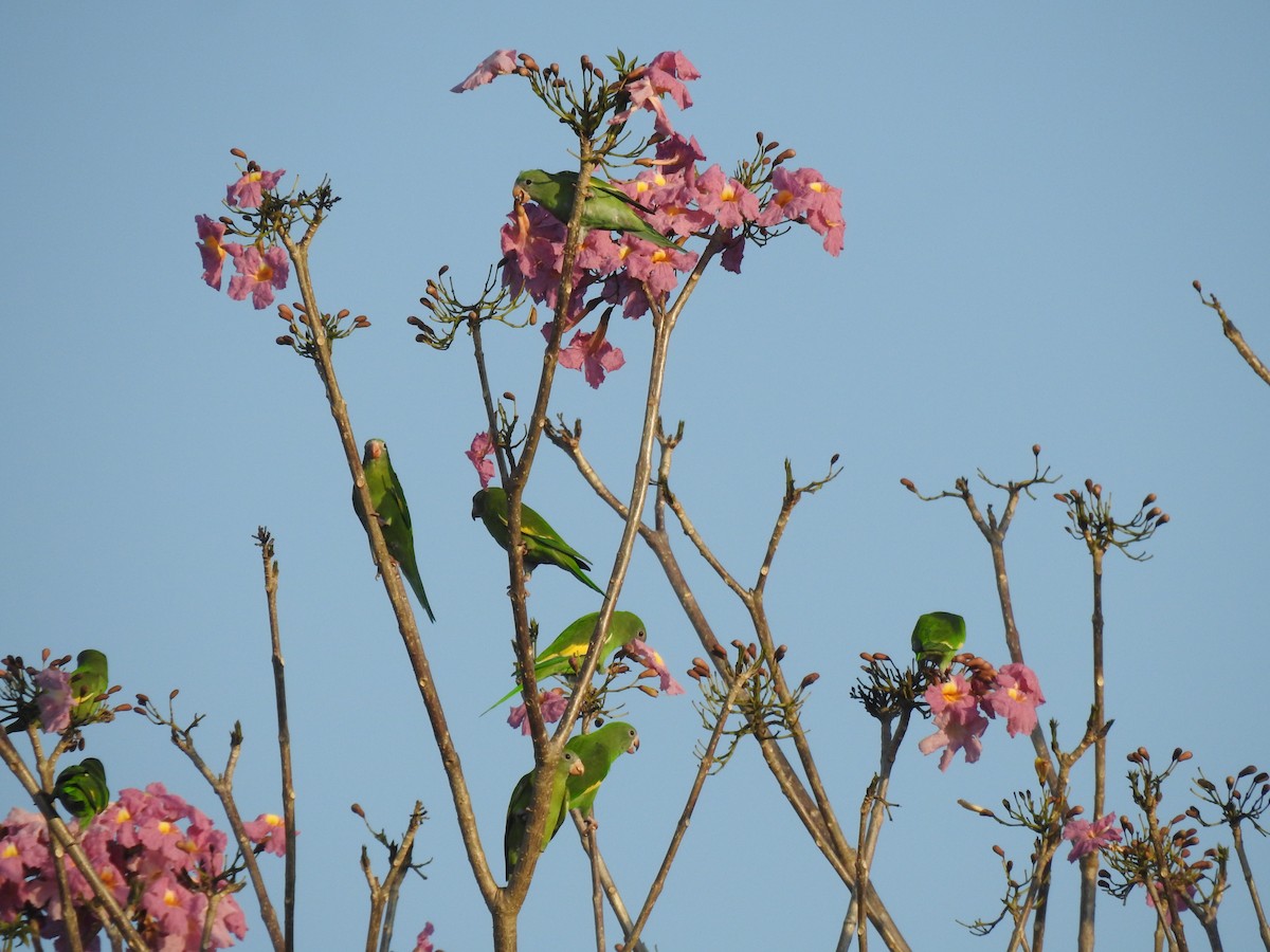 White-winged Parakeet - ML645836703