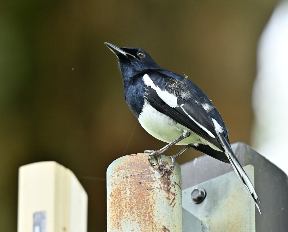 Oriental Magpie-Robin - ML645836704