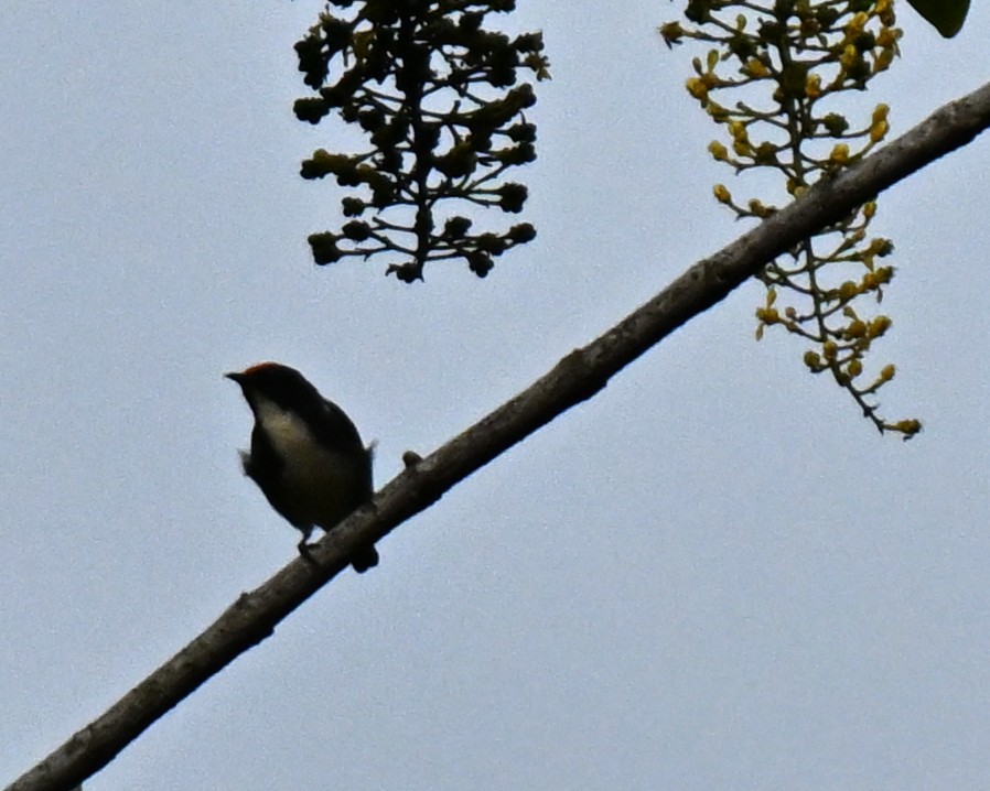 Scarlet-backed Flowerpecker - ML645836706