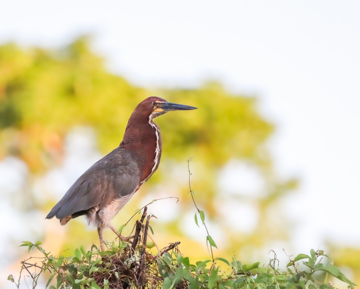 Great Antshrike - ML645836707