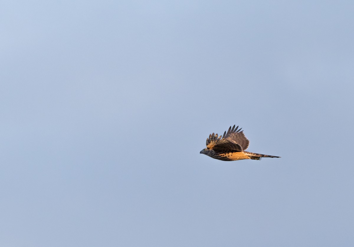 jestřáb lesní - ML645836709