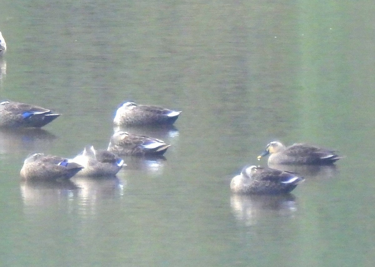 Eastern Spot-billed Duck - ML645836718