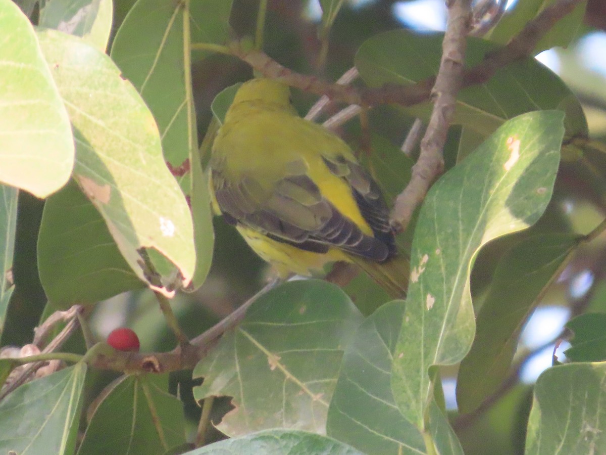 Loriot indien - ML645836719