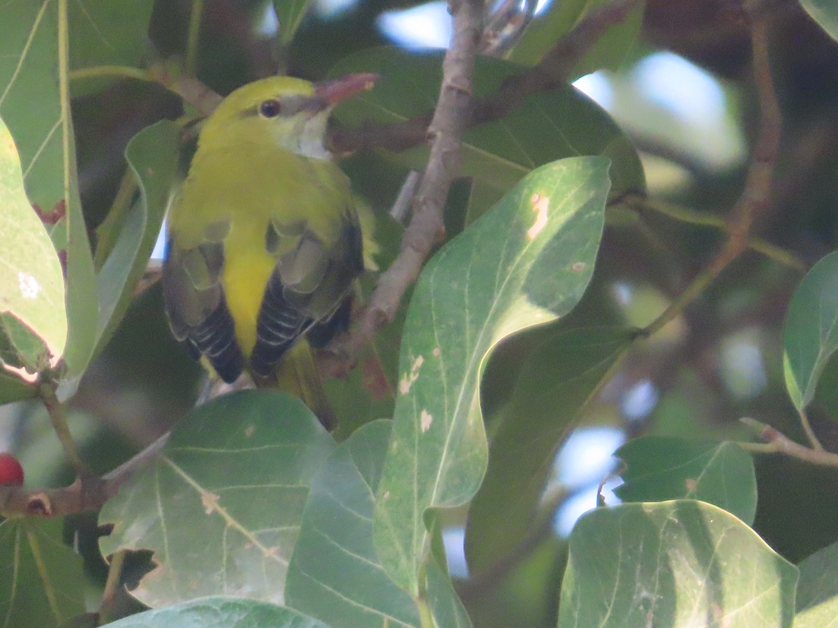 Loriot indien - ML645836720