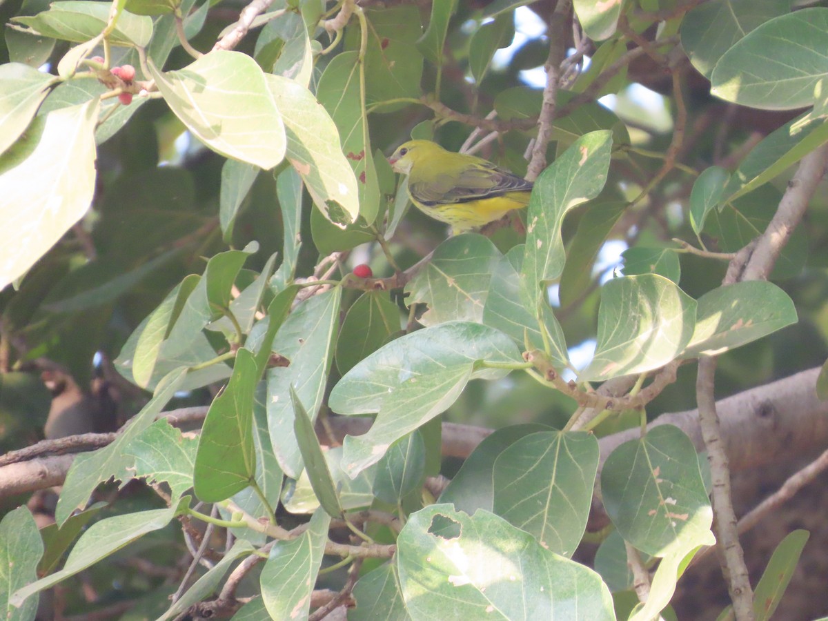 Loriot indien - ML645836722