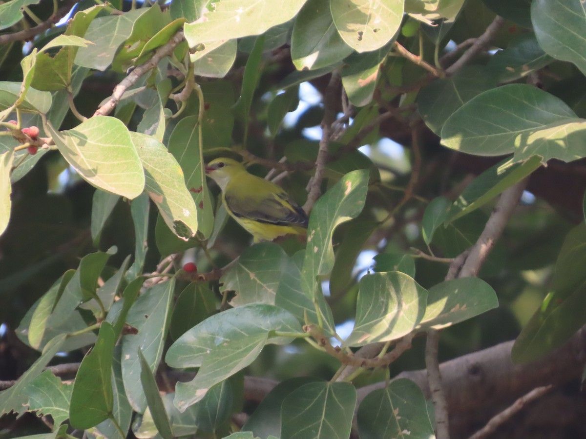 Loriot indien - ML645836724