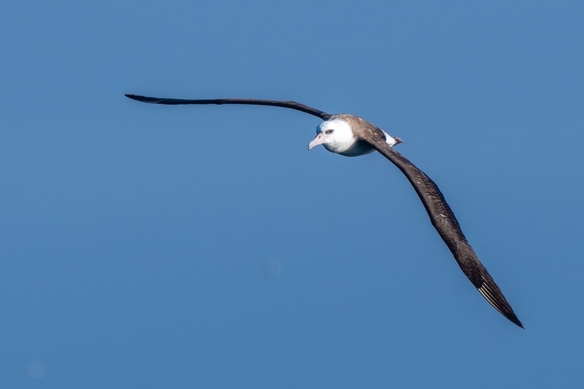 Laysan Albatross - ML645836726