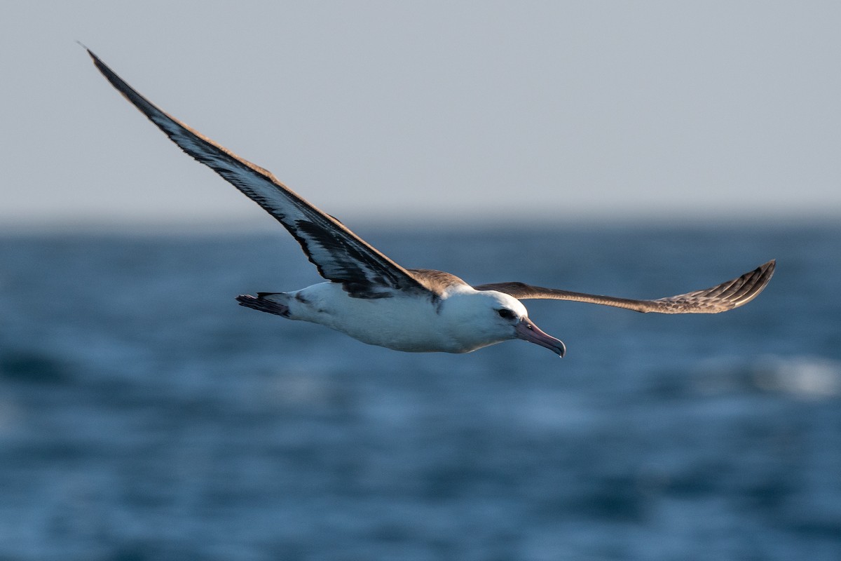 Laysan Albatross - ML645836727